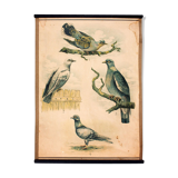 Affiche éducative, oiseaux, lithographie, 1914