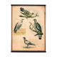 Affiche éducative, oiseaux, lithographie, 1914