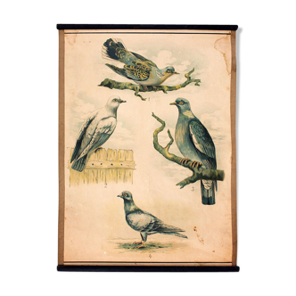 Affiche éducative, oiseaux, lithographie, 1914