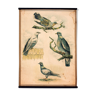 Affiche éducative, oiseaux, lithographie, 1914