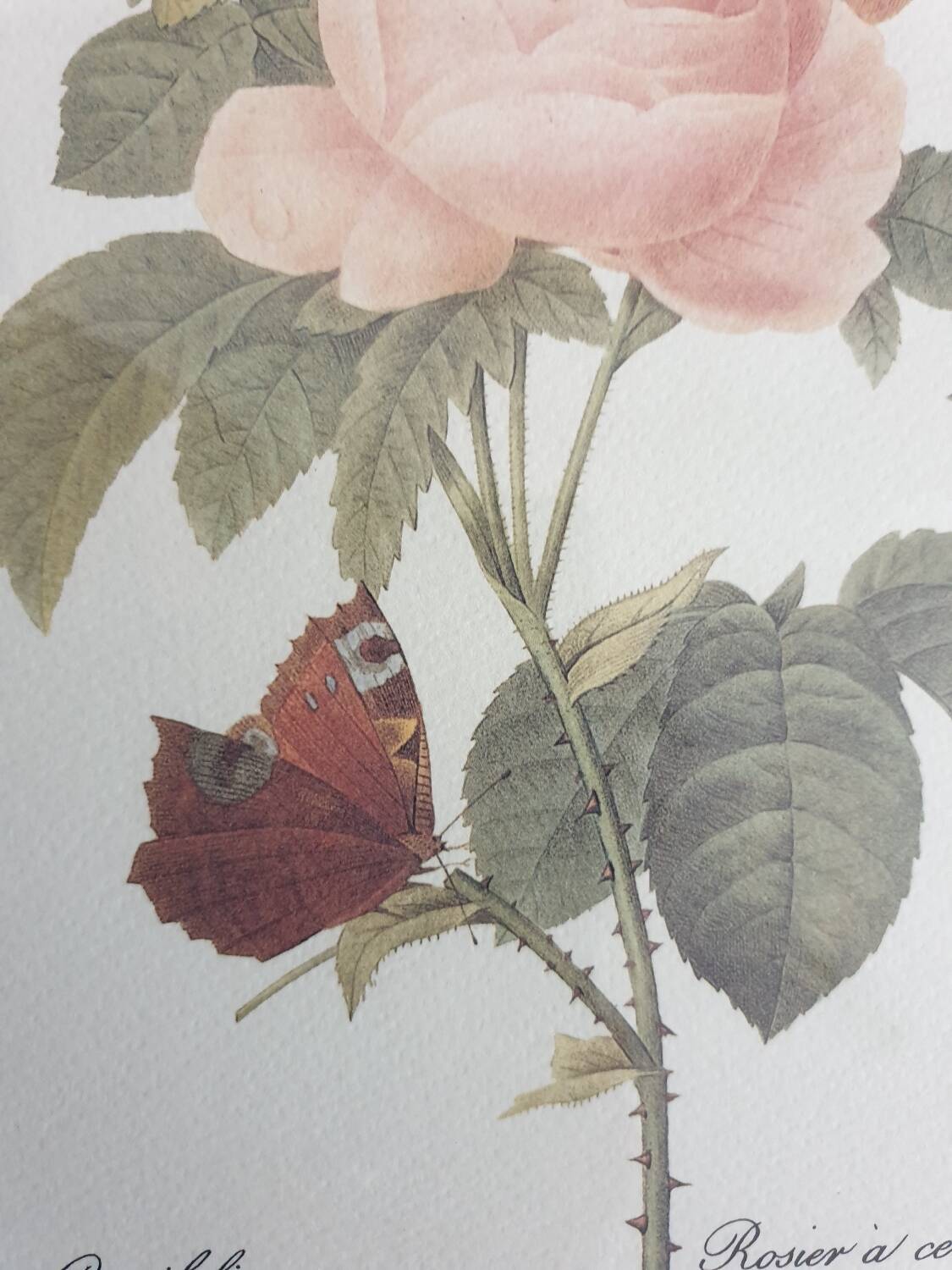 Redouté rose botanical plate framed