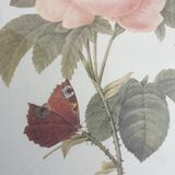 Redouté rose botanical plate framed