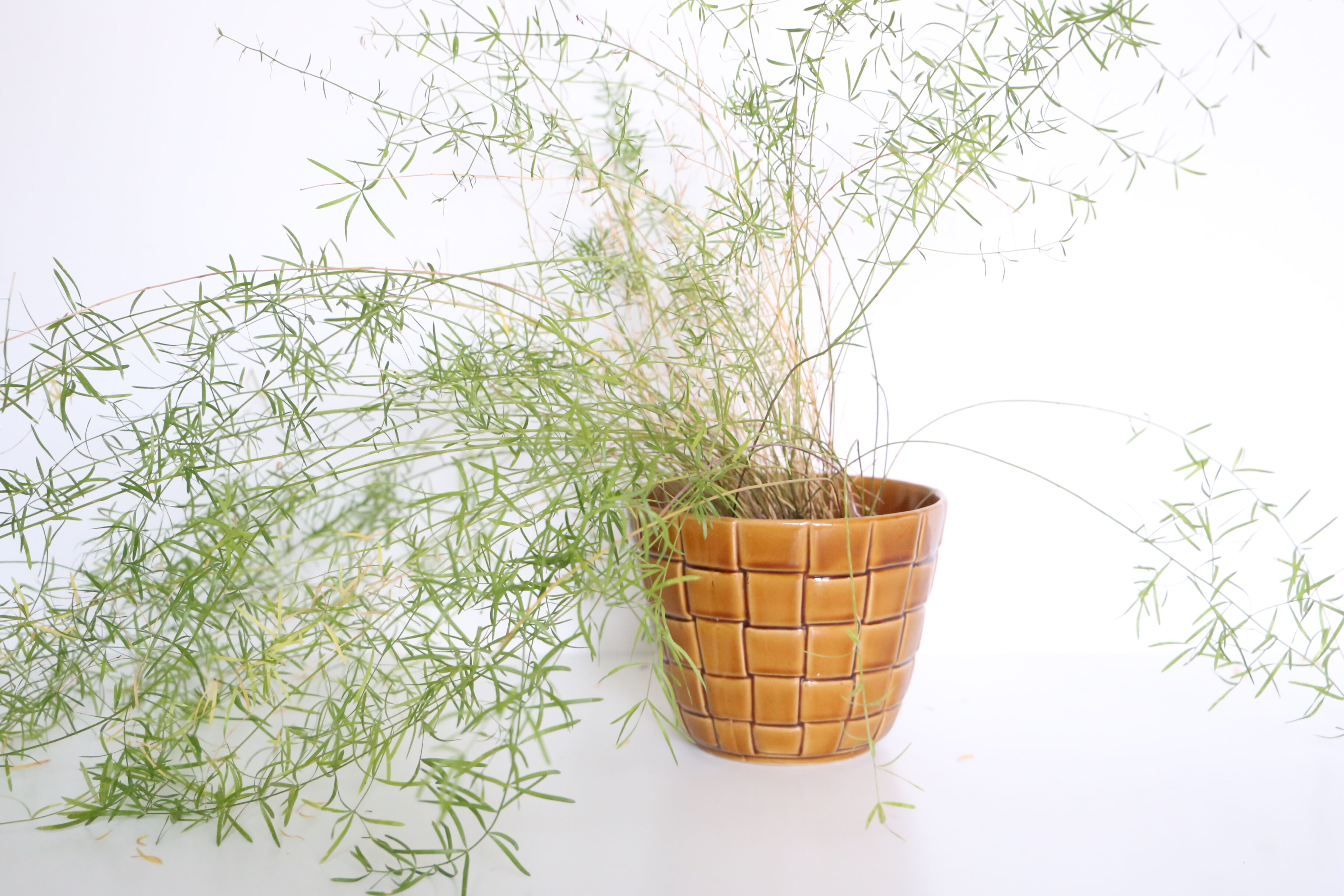 Ancient ceramic pot cover, Saint Clement earthenware, vintage