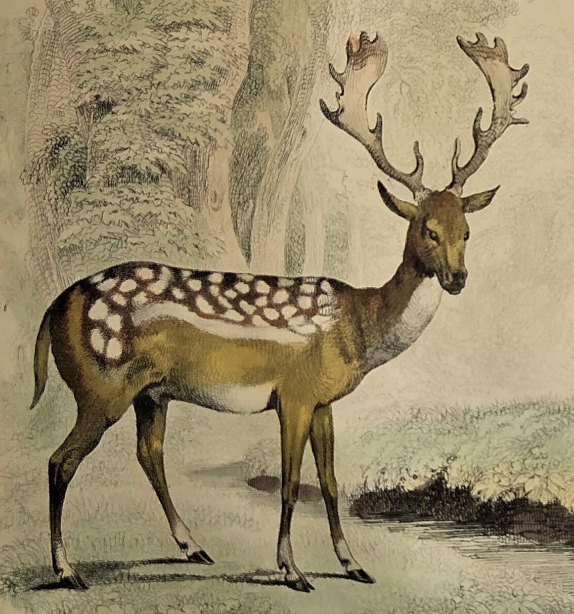 Original zoological plate of 1839 " Deer, Deer,.... "