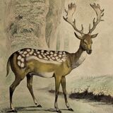 Original zoological plate of 1839 " Deer, Deer,.... "