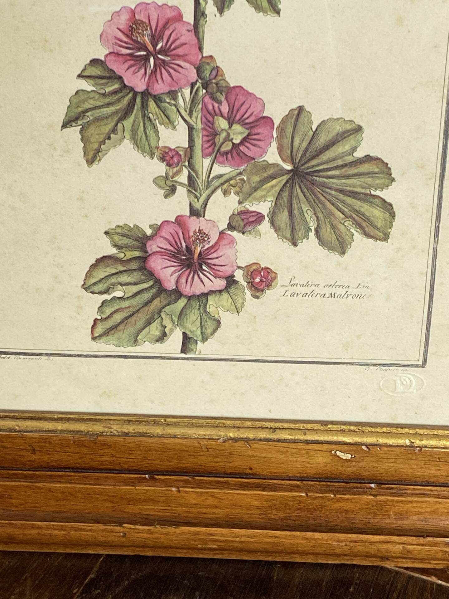 Botanical engraving of Lavatera Malvone