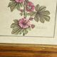 Botanical engraving of Lavatera Malvone