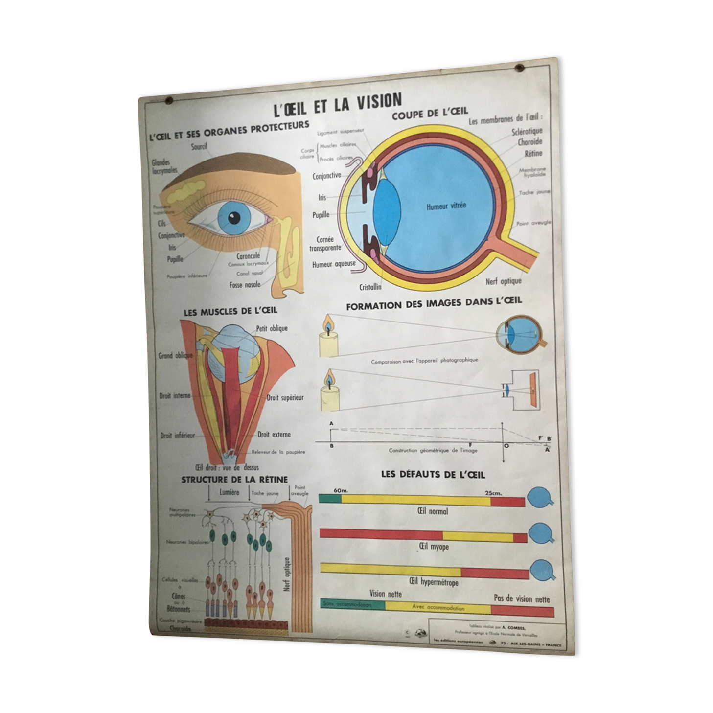 Educational poster digestion and the eye and vision