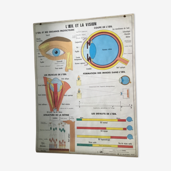 Educational poster digestion and the eye and vision