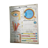 Educational poster digestion and the eye and vision