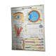Educational poster digestion and the eye and vision