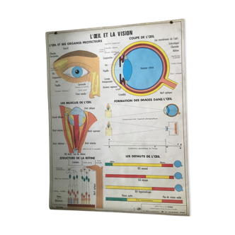 Educational poster digestion and the eye and vision