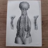 Anatomical chart XIXth