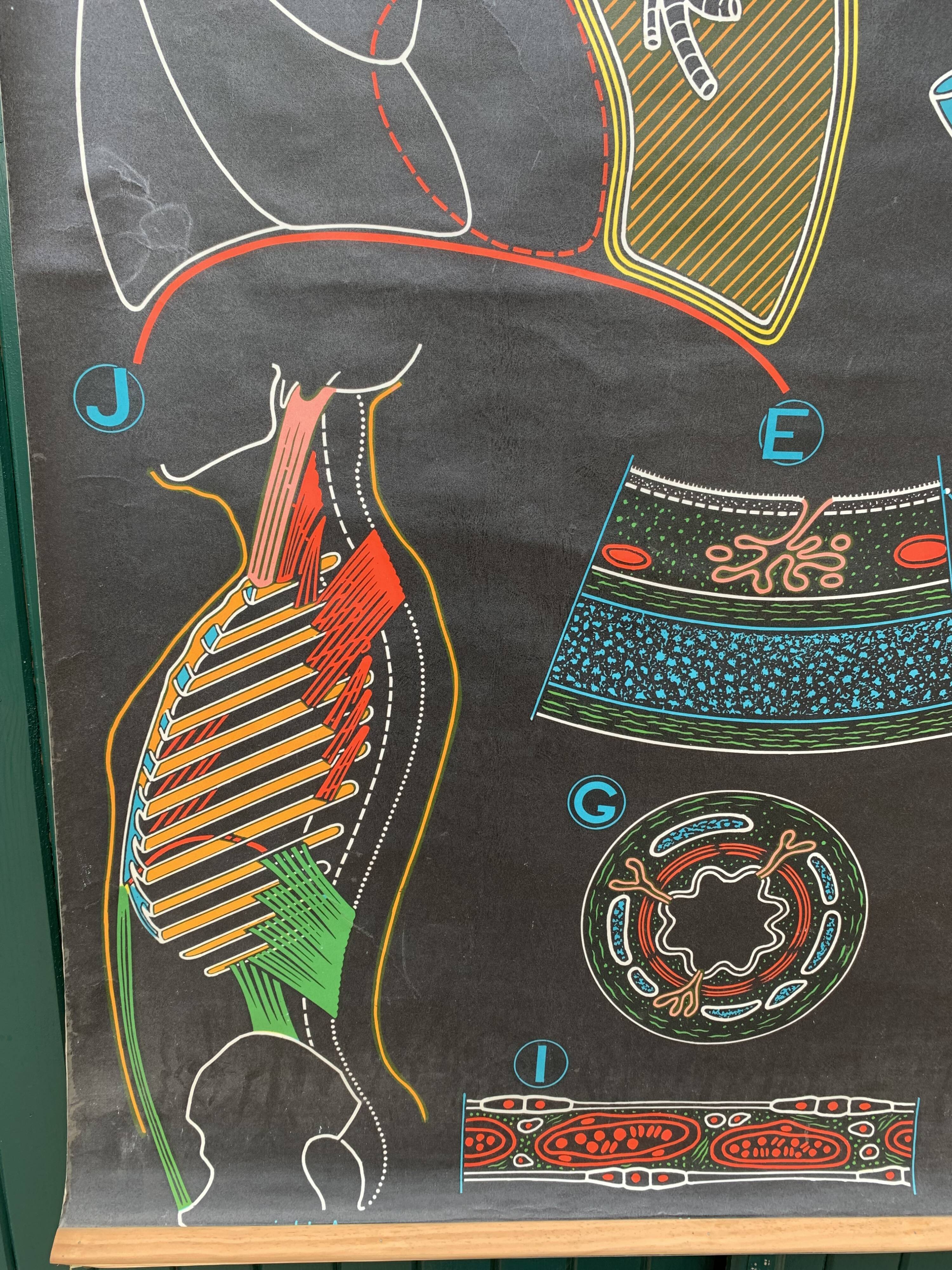 School Poster - breathing S8 2nd ed. - P. Sougy - Ets du Dr Auzoux