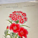 Botanical engraving naturalist work 1800 scientific publication