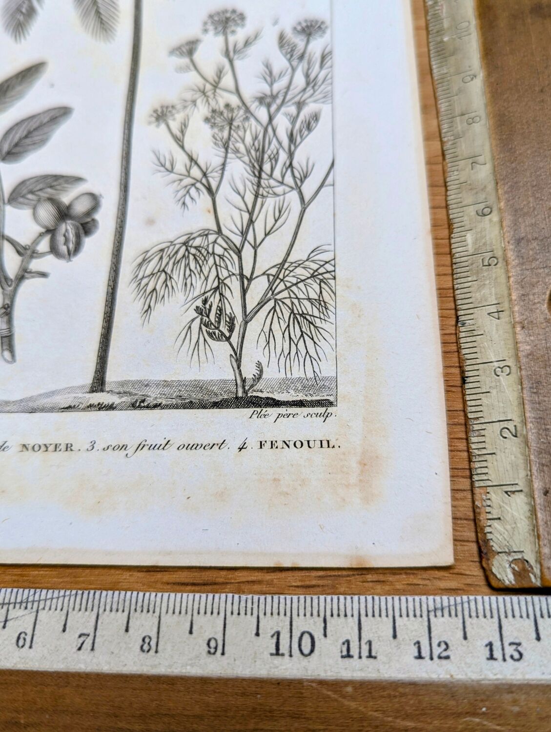 Printed in 1818, coconut tree, walnut and fennel. By Saint-Pierre.