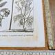 Printed in 1818, coconut tree, walnut and fennel. By Saint-Pierre.