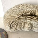 Large "shark cushion" coral 39cm