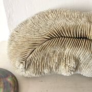 Grand corail "coussin de requin" 39cm