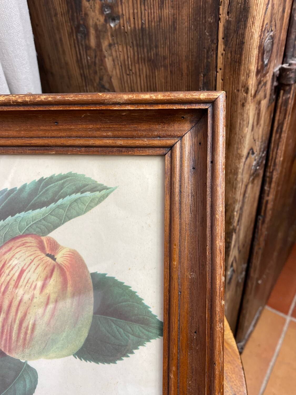 Affiche botanique Langlois encadrée