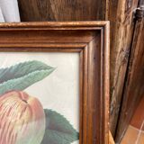 Affiche botanique Langlois encadrée