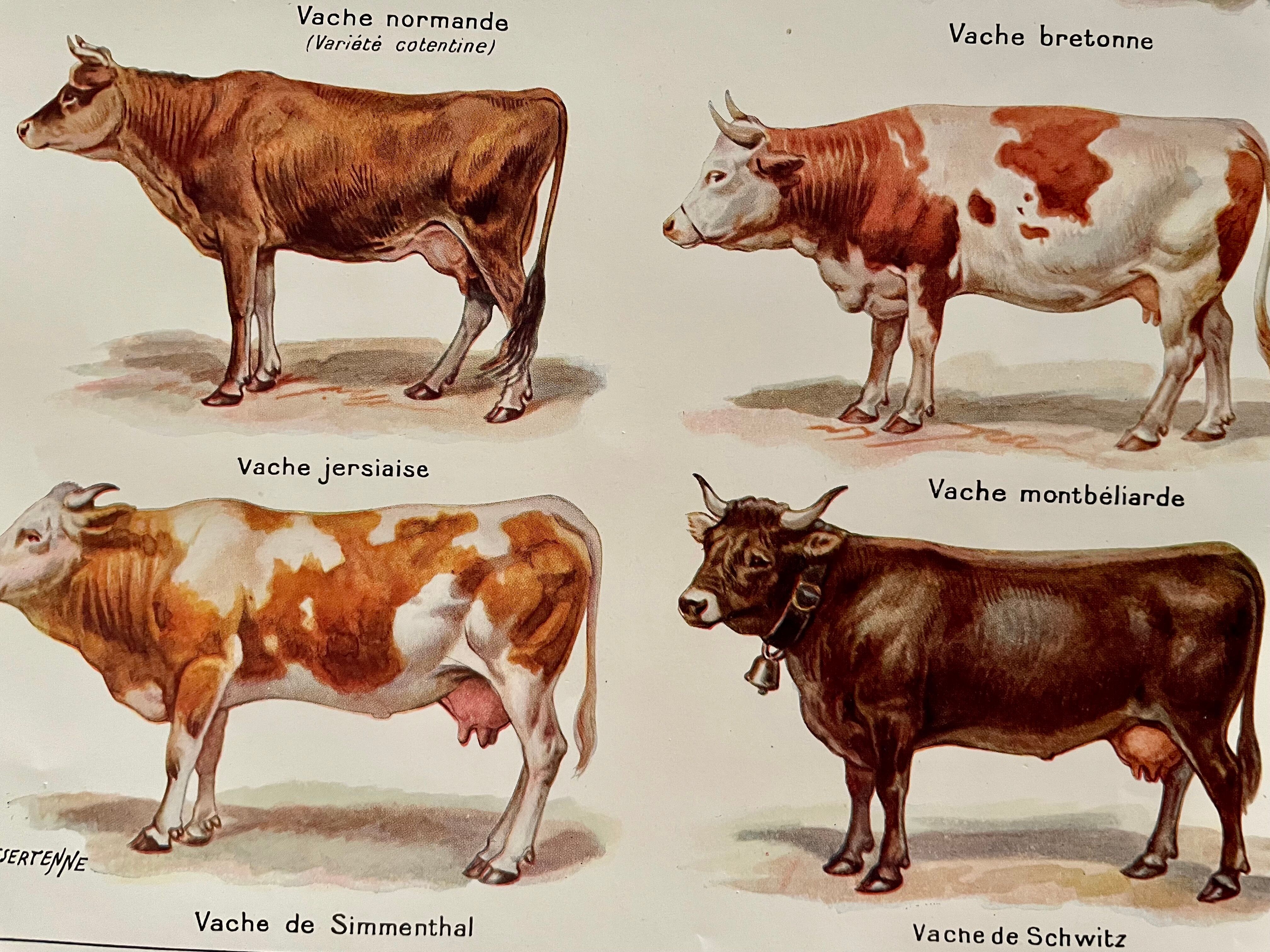 Lithograph on cows from 1921