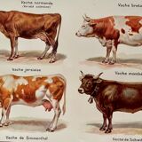 Lithograph on cows from 1921