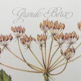 Great Berce botanical plank