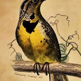 Ornithological plank "The Starling... Louisiana - The Baltimore" Buffon 1938