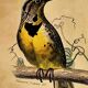 Ornithological plank "The Starling... Louisiana - The Baltimore" Buffon 1938