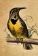 Ornithological plank "The Starling... Louisiana - The Baltimore" Buffon 1938