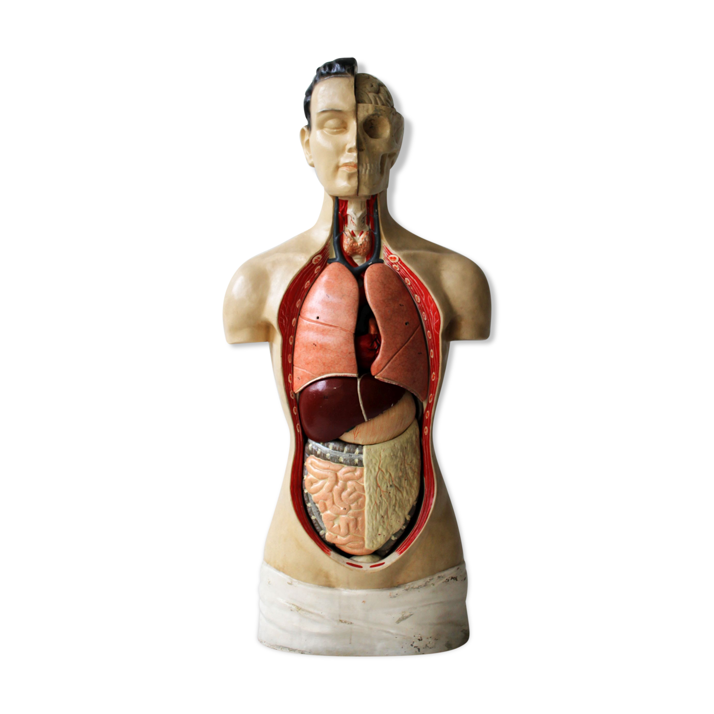 Vintage anatomical model, by Phywe, 50's.