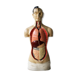 Vintage anatomical model, by Phywe, 50's.