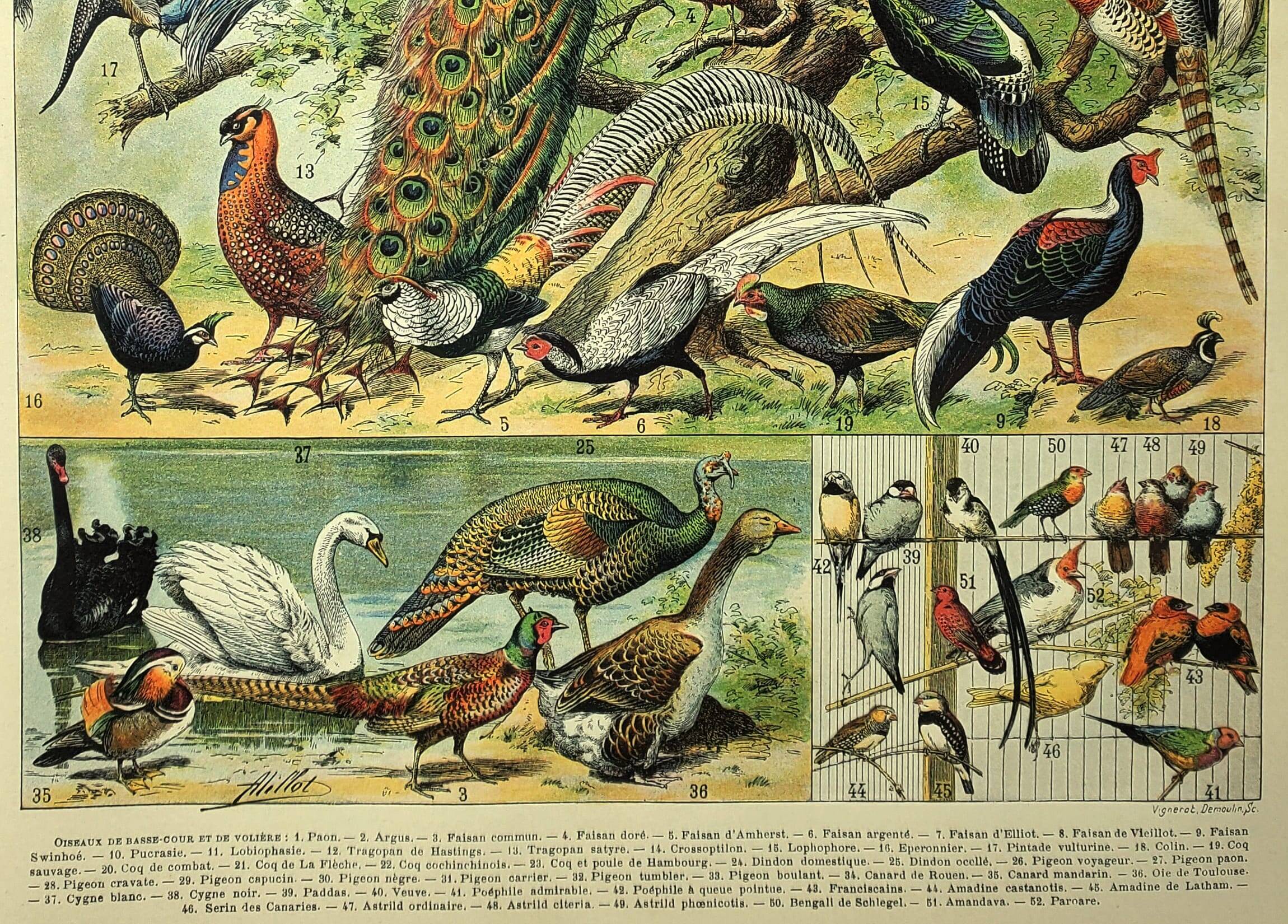 Antique engraving 1897 - Birds 4, farmyard species