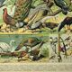 Antique engraving 1897 - Birds 4, farmyard species
