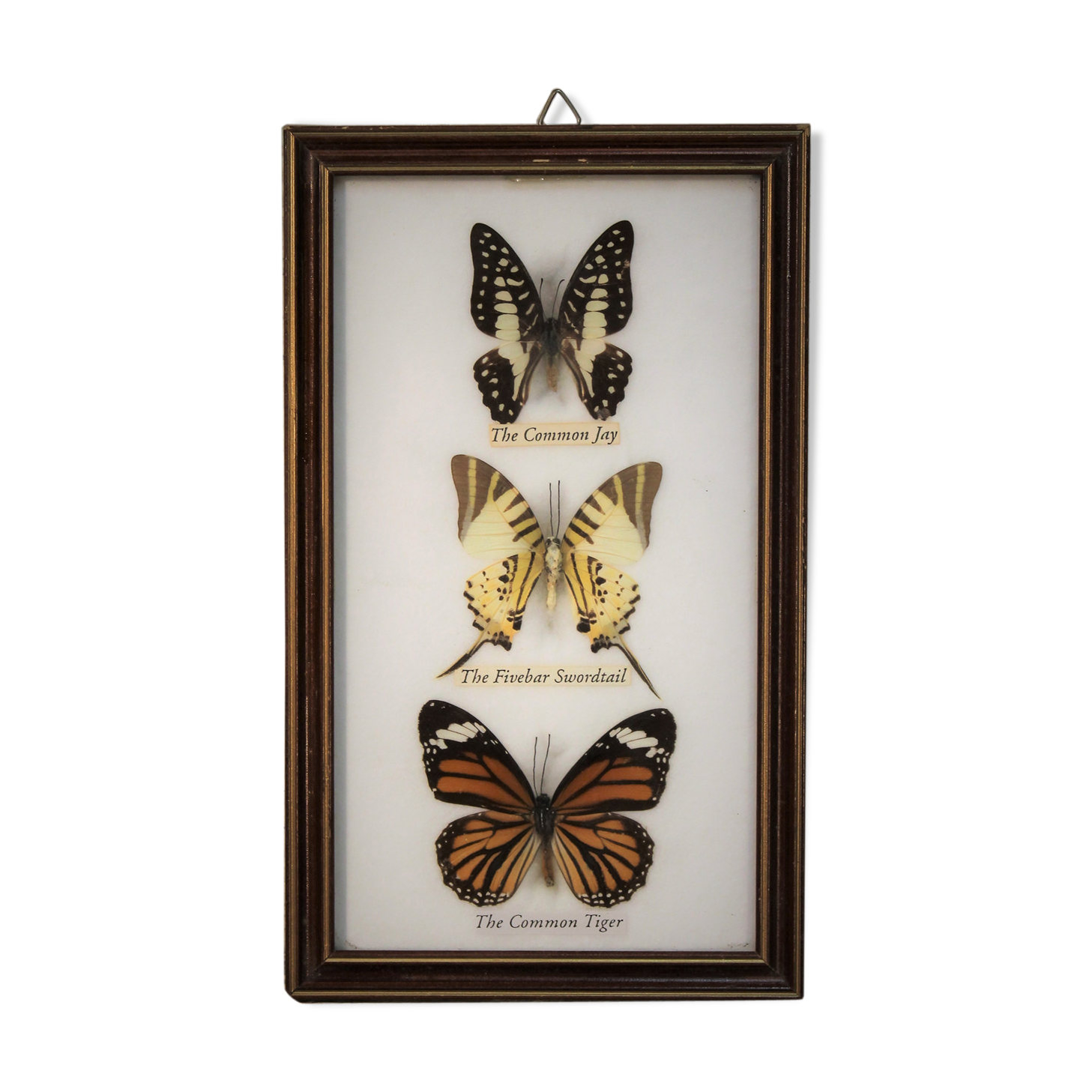 Frame butterfly  80s