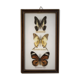 Frame butterfly  80s