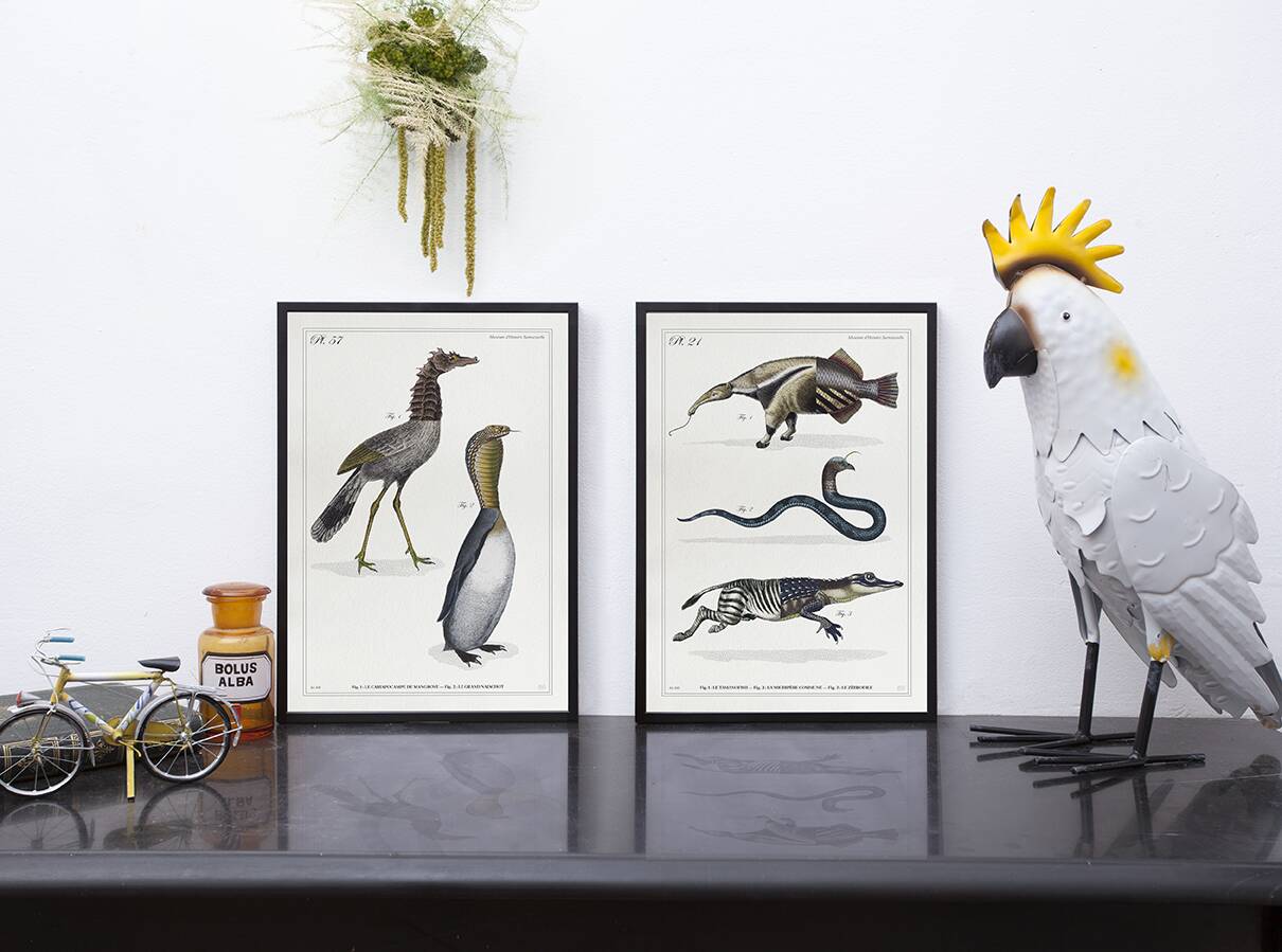 Lithograph engraving chimera animal - the cariapocampus