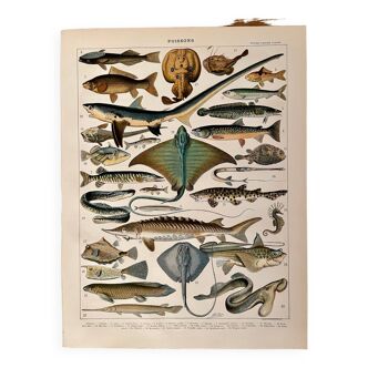 Lithographie sur les poissons (goujon) - 1900