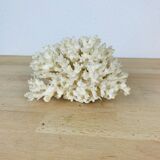 Natural old white coral 15 cm