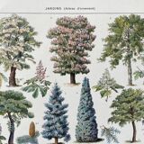 Illustration Millot "ornamental tree gardens"