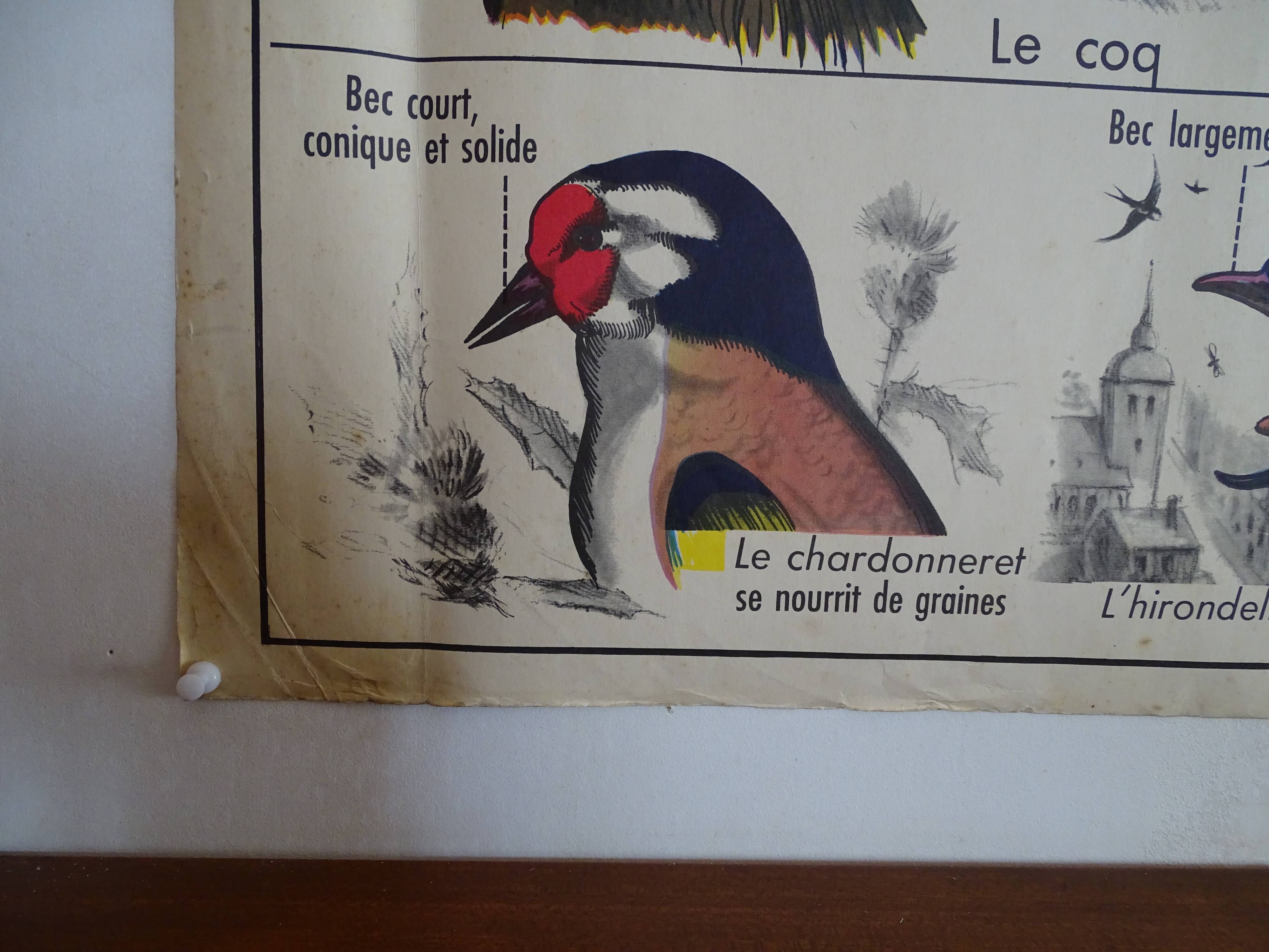 School poster on both sides anatomy batracians and birds . MDI.1964