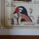 School poster on both sides anatomy batracians and birds . MDI.1964