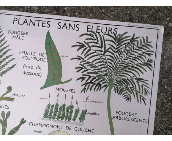 Affiche pédagogique rossignol vintage : plantes sans fleurs / végétaux