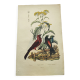 Gravure ancienne de 1838 -Oiseau cardinal- Planche coloriée à la main de zoologie et ornithologie