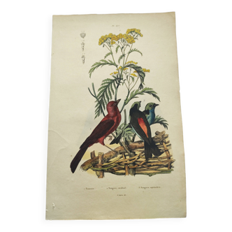 Old engraving from 1838 - Cardinal bird - Hand-colored board of zoology and ornithology
