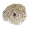 Ancient Fungia Coral
