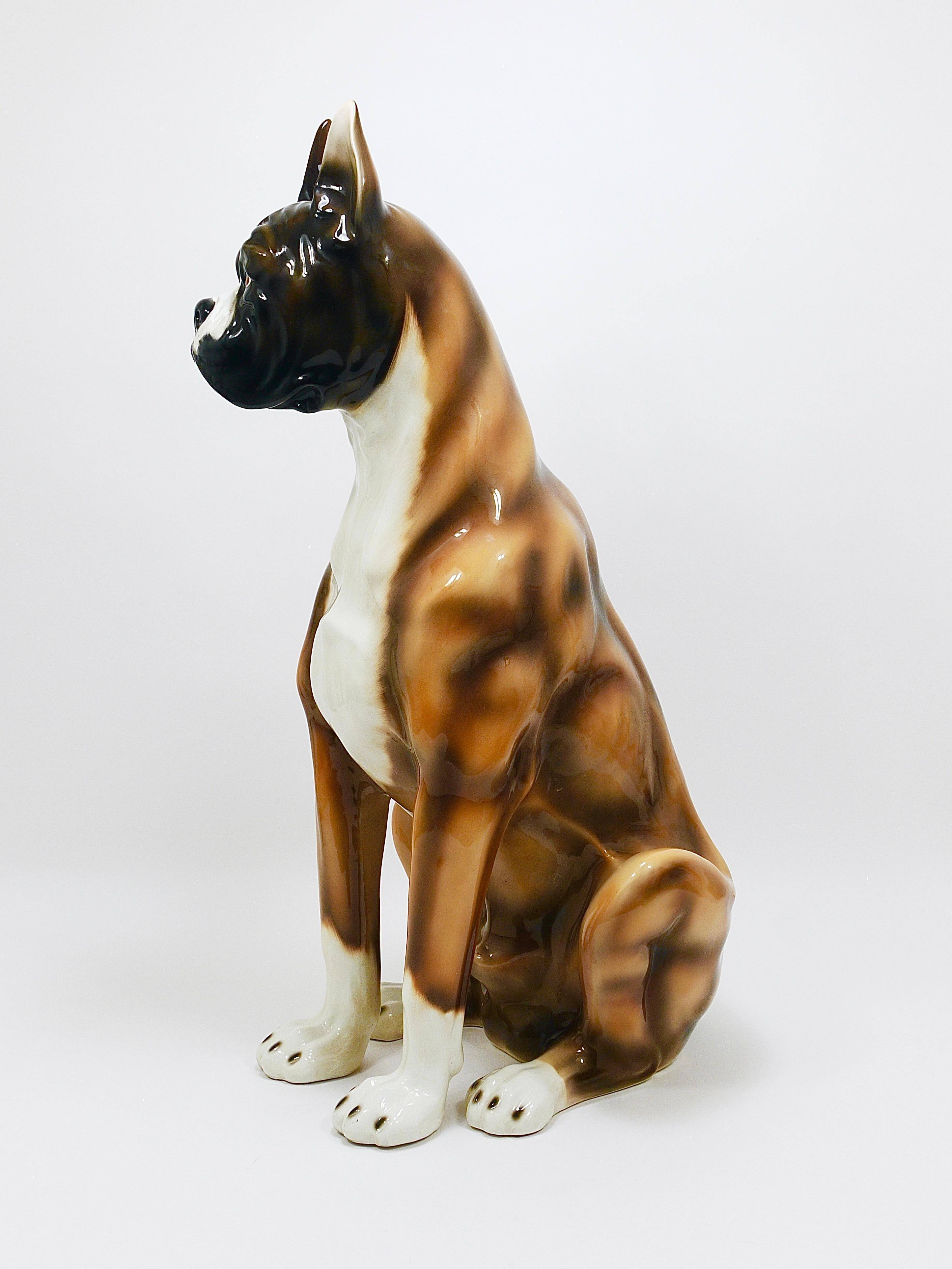 Life-size boxer dog statue in majolica, glazed ceramic, Italy, 1970s.