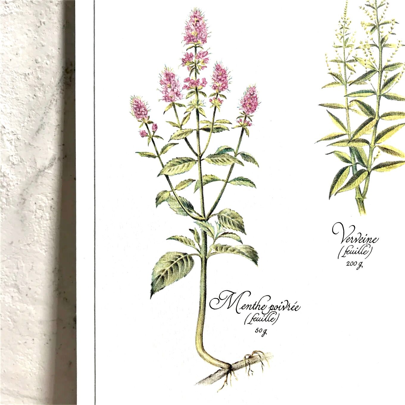 Botanical tea board to promote digestion