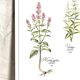 Botanical tea board to promote digestion